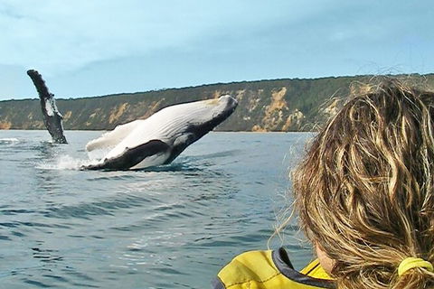Kayak With Dolphins And 4WD Great Beach Drive Day Trip From Noosa - Port Augusta Accommodation 1