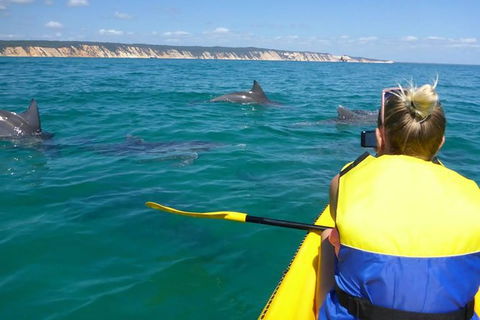 Kayak With Dolphins And 4WD Great Beach Drive Day Trip From Noosa - Port Augusta Accommodation 0