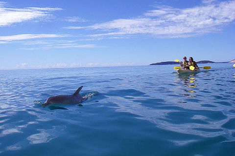 Kayak With Dolphins And 4WD Great Beach Drive Day Trip From Noosa - Port Augusta Accommodation 7