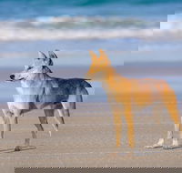 Fraser Island 4WD Tour from Rainbow Beach