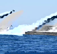 Noosa Whale Watching - Port Augusta Accommodation