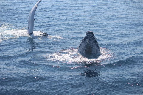 Whale Watching Cruise From Mooloolaba - Port Augusta Accommodation 5