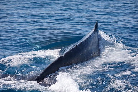 Whale Watching Cruise From Mooloolaba - Port Augusta Accommodation 3
