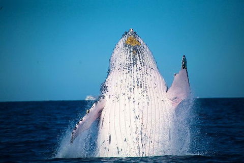Whale Watching Cruise From Mooloolaba - Port Augusta Accommodation 0
