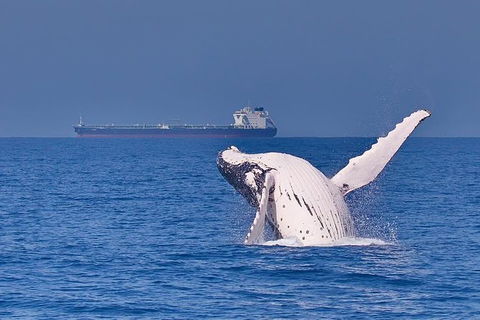 Whale Watching Cruise From Mooloolaba - Port Augusta Accommodation 6
