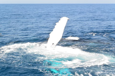 Whale Watching Cruise From Mooloolaba - Port Augusta Accommodation 4