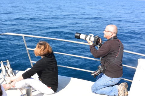 Whale Watching Cruise From Mooloolaba - Port Augusta Accommodation 2