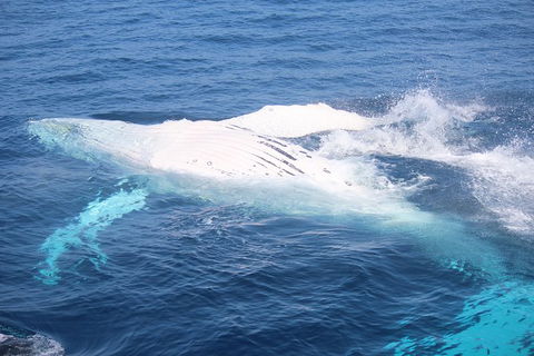 Whale Watching Cruise From Mooloolaba - Port Augusta Accommodation 1