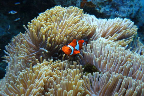 PADI Diving Courses On The Gold Coast - Port Augusta Accommodation 4