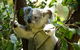 Half-Day Private Tour To Tamborine Mountain With Wine Tasting - Up To 6 People - thumb 0