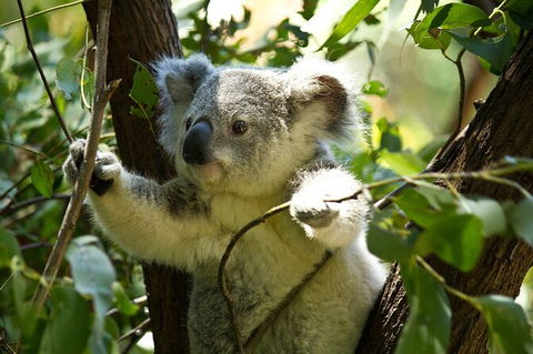 Half-Day Private Tour To Tamborine Mountain With Wine Tasting - Up To 6 People - Port Augusta Accommodation 0