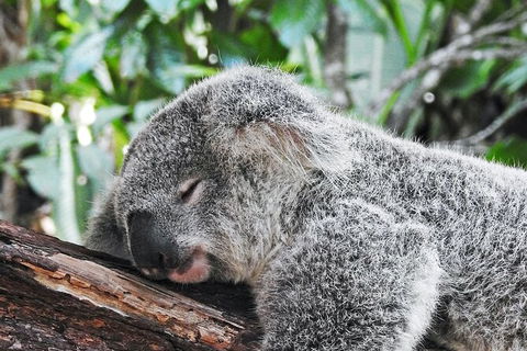 Half-Day Private Tour To Tamborine Mountain With Wine Tasting - Up To 6 People - Port Augusta Accommodation 4