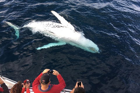 PRIVATE Whale Watching Tour - Up To 11 People In Your Group - Port Augusta Accommodation 1