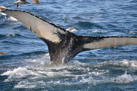 PRIVATE Whale Watching Tour - Up To 11 People In Your Group - Port Augusta Accommodation 2