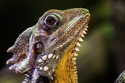 Cairns Aquarium By Twilight With 3 Course Dinner - Port Augusta Accommodation 5
