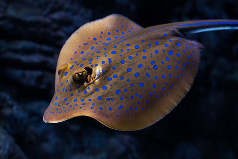 Cairns Aquarium Tour By Twilight With Drink And Appetiser - Port Augusta Accommodation 5