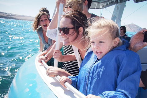 Southern Ocean Adventure From Victor Harbor - Port Augusta Accommodation 1