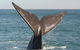 Southern Ocean Adventure From Victor Harbor - thumb 4