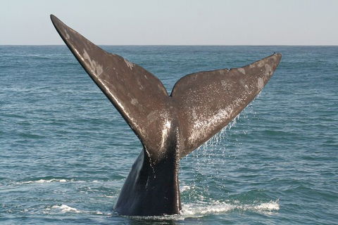 Southern Ocean Adventure From Victor Harbor - Port Augusta Accommodation 4