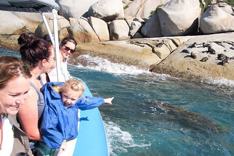 Southern Ocean Adventure From Victor Harbor - Port Augusta Accommodation 6