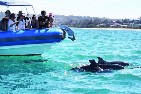 Southern Ocean Adventure From Victor Harbor - Port Augusta Accommodation 2