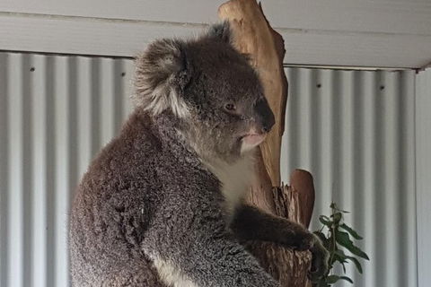 Shore Excursion: Coast, Caves And Wildlife Park - 8 Hour Tour - Port Augusta Accommodation 11