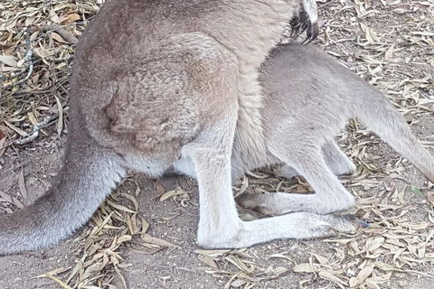 Shore Excursion: Coast, Caves And Wildlife Park - 8 Hour Tour - Port Augusta Accommodation 19