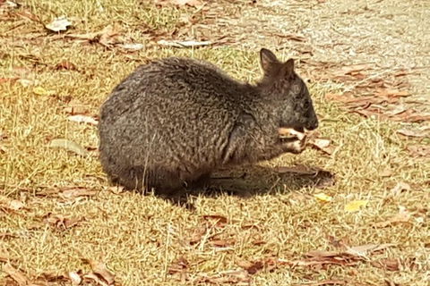 Shore Excursion: Coast, Caves And Wildlife Park - 8 Hour Tour - Port Augusta Accommodation 3