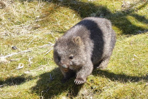 Shore Excursion: Coast, Caves And Wildlife Park - 8 Hour Tour - Port Augusta Accommodation 6