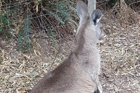 Shore Excursion: Coast, Caves And Wildlife Park - 8 Hour Tour - Port Augusta Accommodation 9