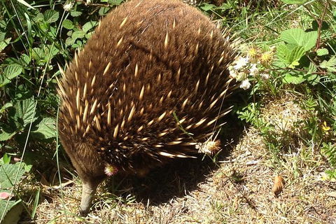 Shore Excursion: Coast, Caves And Wildlife Park - 8 Hour Tour - Port Augusta Accommodation 18