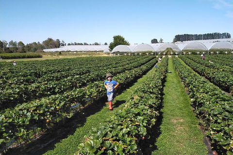Tamar Valley Food And Wine Boutique Tours - Port Augusta Accommodation 21