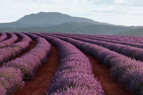 Tamar Valley Food And Wine Boutique Tours - Port Augusta Accommodation 1