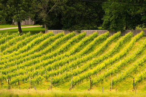 All Inclusive Wine Tour Up The Derwent Valley Hobart: Local Wines & Cheeses - Port Augusta Accommodation 3
