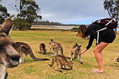 4-Day Fabulous Tasmania Tour: Wineglass Bay, Port Arthur, Devils & Bruny Island - Port Augusta Accommodation 5