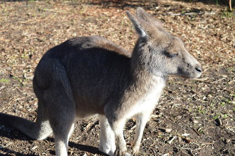 PRIVATE Great Ocean Road Tour And 12 Apostles With Wildlife Spotting - Port Augusta Accommodation 2