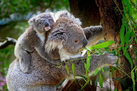 LGBT+ Friendly 9-Hour Great Ocean Road Private Tour - Port Augusta Accommodation 3