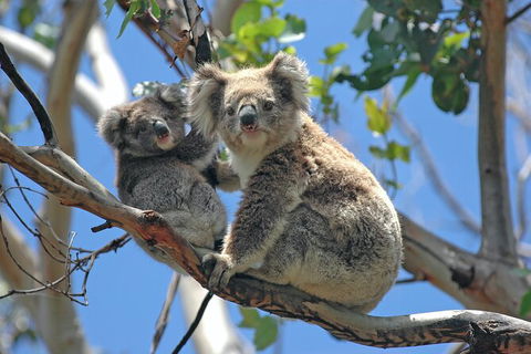 LGBT+ Friendly Full Day Phillip Island Private Tour - Port Augusta Accommodation 1