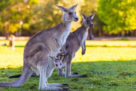 LGBT+ Friendly Full Day Phillip Island Private Tour - Port Augusta Accommodation 2