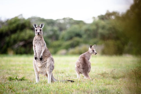 LGBT+ Friendly 3 Day Tour The Grampians, Daylesford & Ballarat - Port Augusta Accommodation 2
