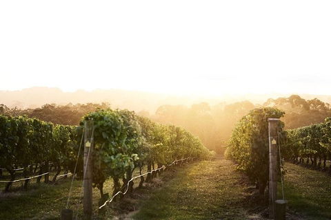 Mornington Peninsula 2-6 Guests Lunch Rare Hare Or Merricks General Wine Store - Port Augusta Accommodation 2