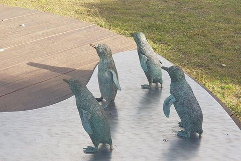 Phillip Island Penguin And Wildlife Tour - Port Augusta Accommodation 14