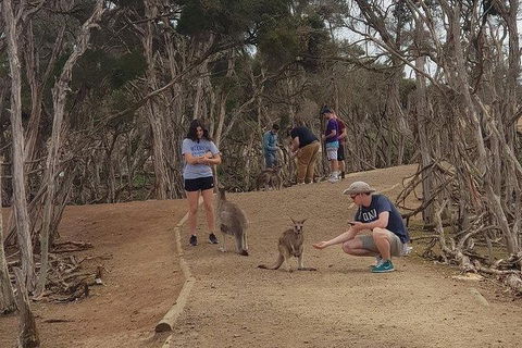 Phillip Island Penguin And Wildlife Tour - Port Augusta Accommodation 34