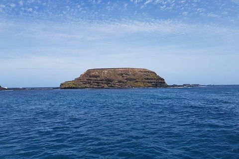 Phillip Island Penguin And Wildlife Tour - Port Augusta Accommodation 17