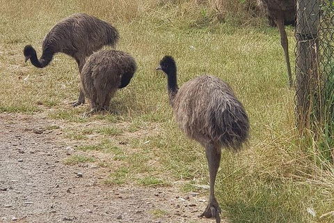 Phillip Island Penguin And Wildlife Tour - Port Augusta Accommodation 32