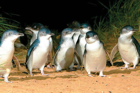Phillip Island Penguin And Wildlife Tour - Port Augusta Accommodation 0