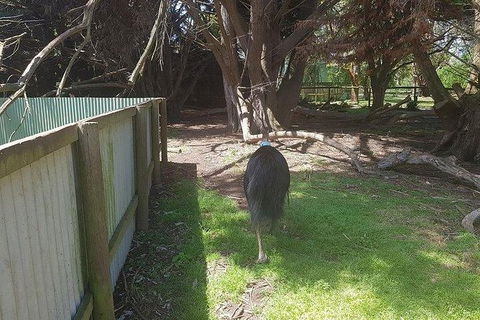 Phillip Island Penguin And Wildlife Tour - Port Augusta Accommodation 5