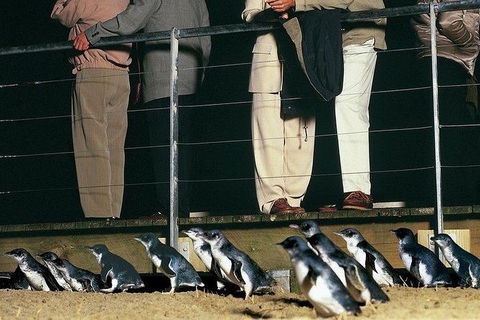 Phillip Island Penguin And Wildlife Tour - Port Augusta Accommodation 20