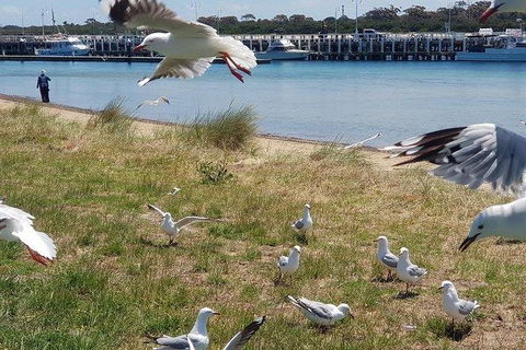 Phillip Island Penguin And Wildlife Tour - Port Augusta Accommodation 1