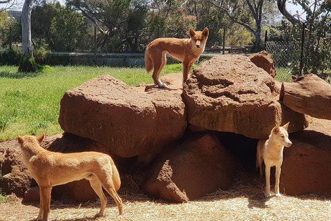 Phillip Island Penguin And Wildlife Tour - Port Augusta Accommodation 7